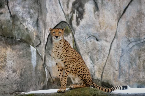 Cheetah Sitting On Rock Ledge In Snow