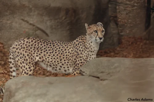 Cheetah Standing Behind Boulder In Profile