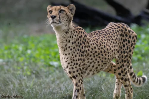 Cheetah Standing In Grass Looking Up