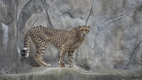Cheetah Standing On Rock Ledge By Grey Rock Wall