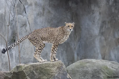 Cheetah Standing On Rock Ledge By Stone Wall