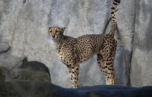 Cheetah Standing With Tail Raised By Roch Wall