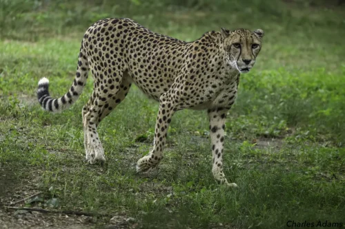 Cheetah Walking Across Green Grass