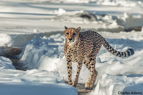 Cheetah Walking Through Snow