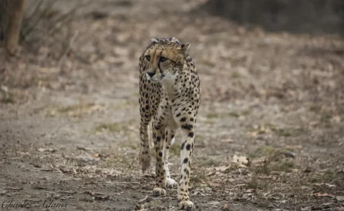 Cheetah Walking Towards Camera On Bare Path