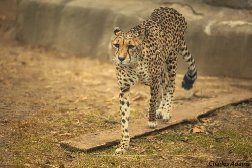 Cheetah Walking On Dirt Path