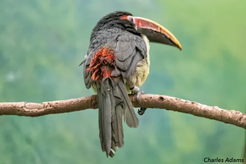 Collared Aracari Preening On Branch