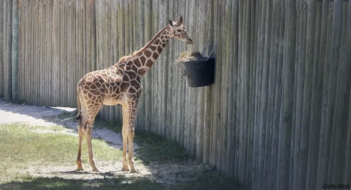 Giraffe Feeding From Hay Bucket On Wooden Fence