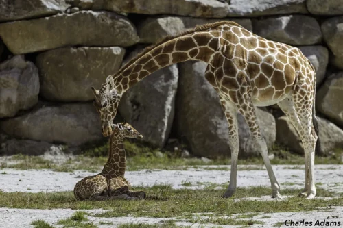 Giraffes