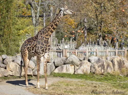 Giraffe Standing By Boulder Wall In Autumn