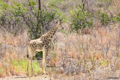 Giraffe Standing In Dry Wooden Bushland