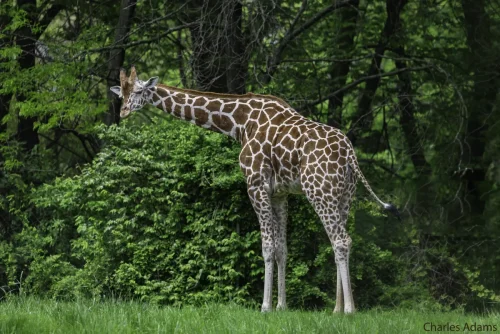 Giraffe Standing In Front Of Green Shrubbery