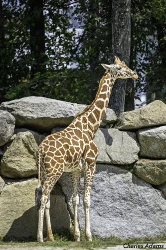 Giraffe Standing In Profile By Boulders