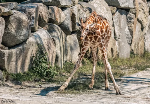 Giraffe Resting With Splayed Legs