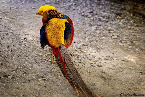 Golden Pheasant With Long Tail Feathers