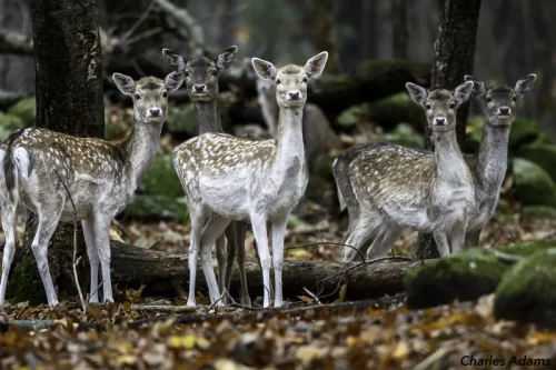 Herd Of Fallow Deer In Autumn Woodland