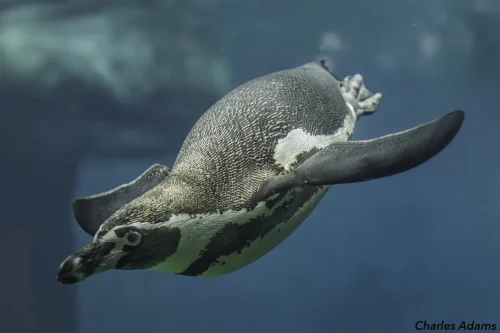 Humboldt Penguin Swimming Underwater