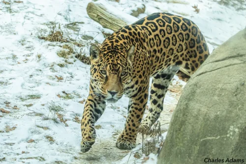 jaguar Walking Down Snowy Slope