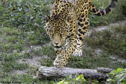 Jaguar Walking Through Green Grass Over Log