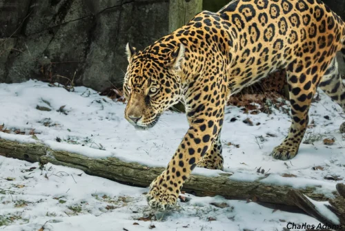 Jaguar Walking Through Snow Over Log
