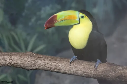 Keel Billed Toucan Close Up Portrait