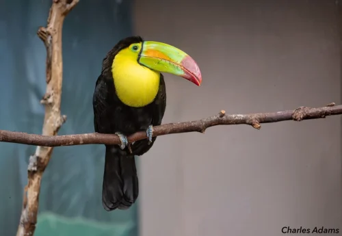 Keel Billed Toucan Perched On Branch