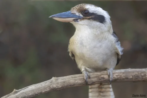Laughing Kookaburra Perched On Branch