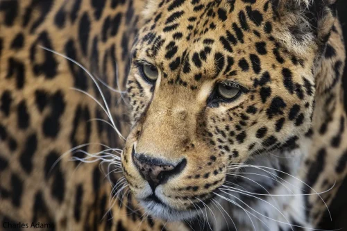Leopard Close Up Face Portrait
