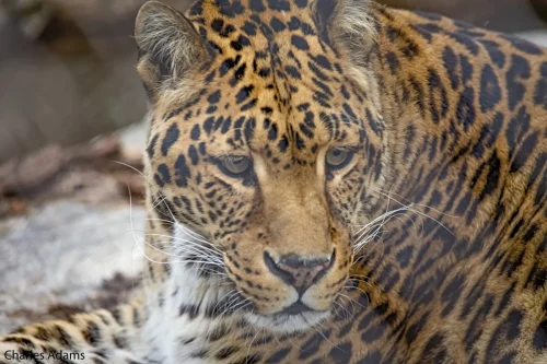 Leopard Resting Close Up Portrait