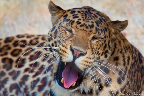 Leopard Yawning With Mouth Open