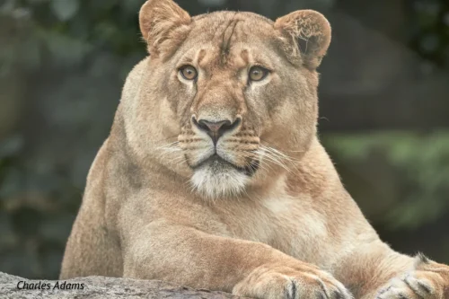 Lioness Resting On Rock Portrait