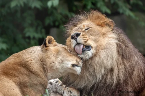 Male Lion And Lioness Nuzzling