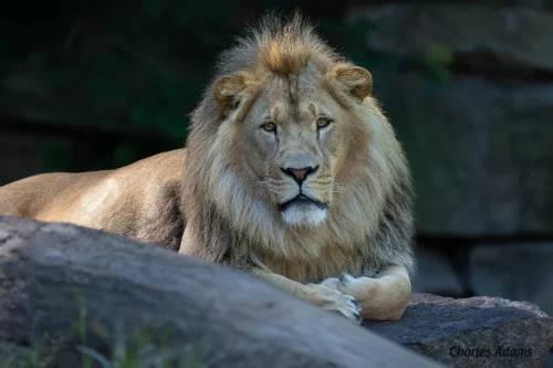 Male Lion Resting On Rock