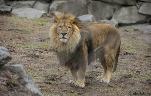 Male Lion Standing In Rocky Terrain 