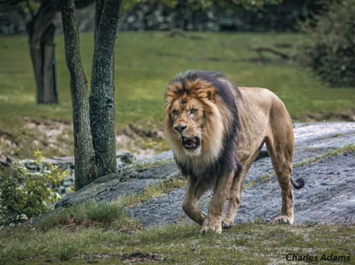 Male Lion Walking Across Rocky Grassland