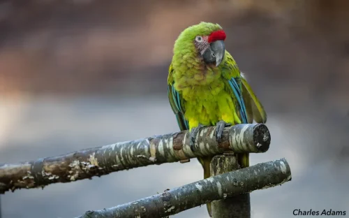Military Macaw On Wooden Perch