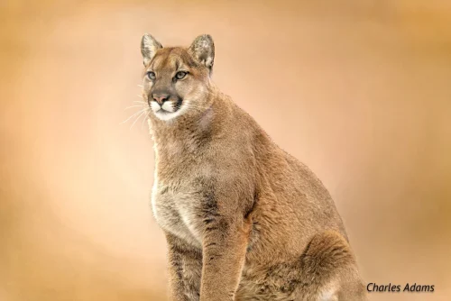 Various Big Cats