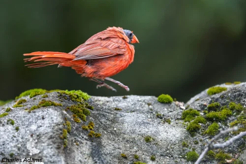 Northern Cardinal Leaping Over Mossy Rock