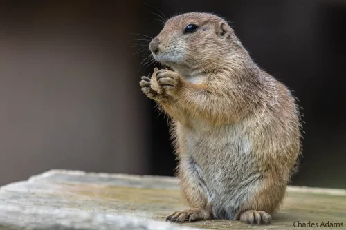 Prairie Dog Enjoying A Meal On Log