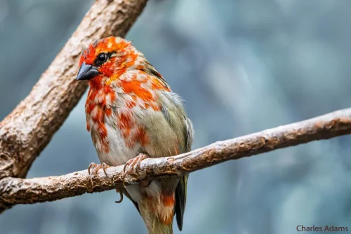 Red Fody Perched on branch