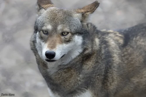 Red Wolf Close Up Portrait