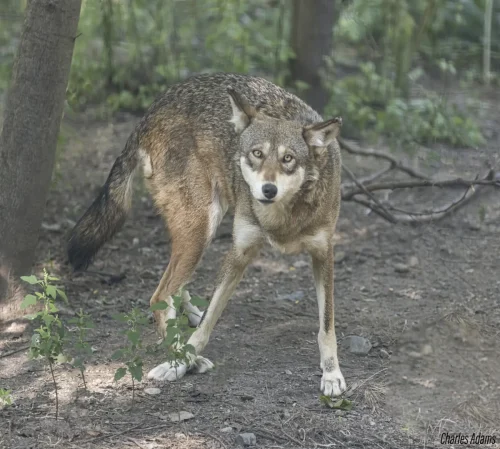 Red Wolf Crouching In Green Woodland Area