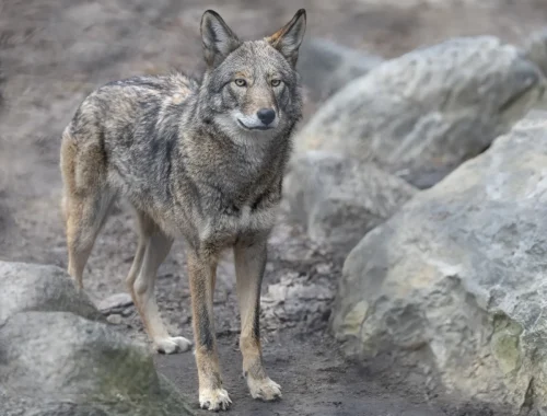 Red Wolf Standing Among Large Boulders