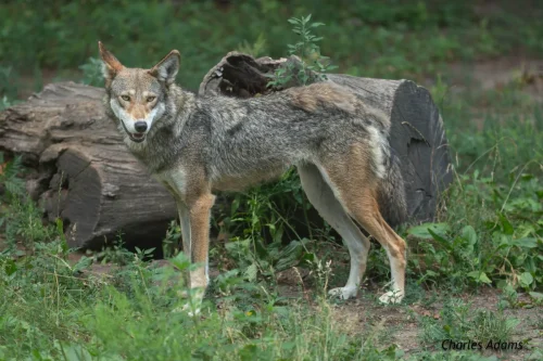 Red Wolf Standing By Fallen Log