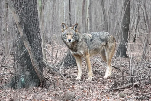 Wolves