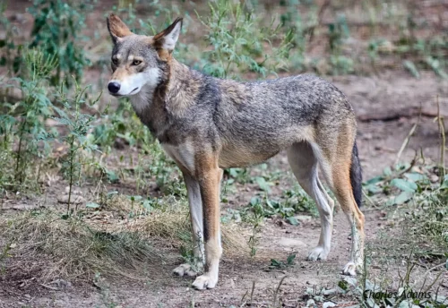 Red Wolf Standing In Grassy Clearing