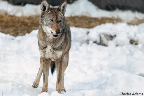 Red Wolf Standing In Snow
