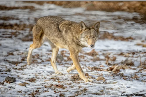Red Wolf Walking Across Patchy Snow