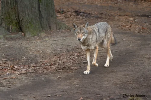 Red Wolf Walking On Forest Trail