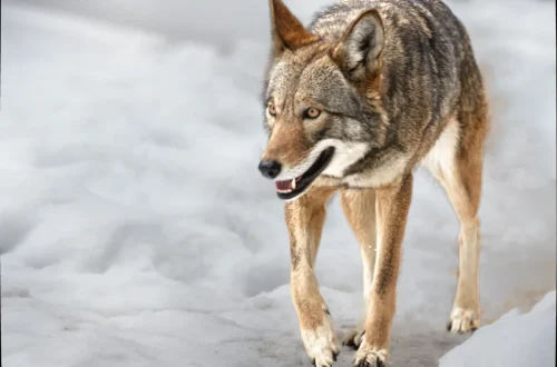 Red Wolf Walking On Snow With Mouth Wide Open